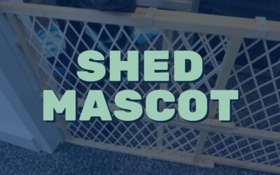 SHEDs Mascot reporting for duty  You might have to coordinate with your trainer to cross paths with her; she does love a good day in the office Reach out to train your clients in our space or to be connected to one of our affiliated trainers  #dogsofinstagram #gym #wellness #bostonfitness #bostonwellness #personaltrainer #gymdog #community #workout #trainertips #workouttips